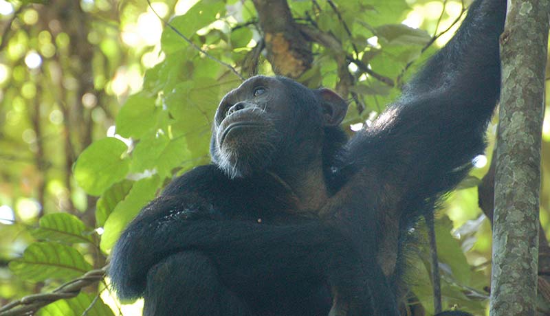 Chimpanzee tracking