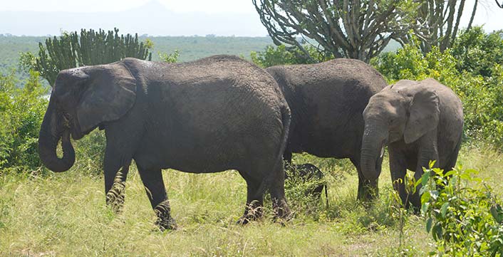 African Elephant