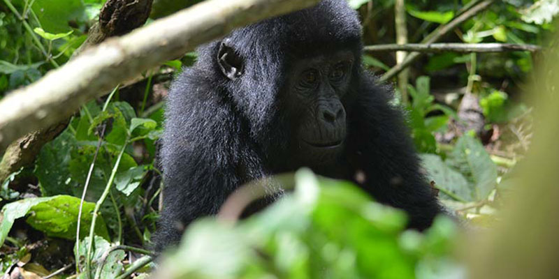 Bwindi Impenetrable National Park