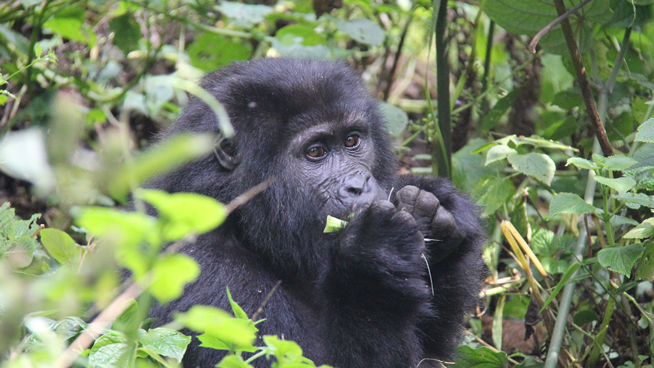 3-days Gorilla tracking Bwindi