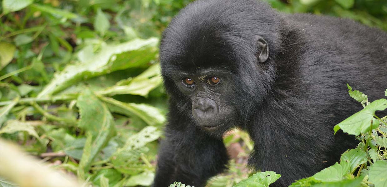 Mountain Gorillas Mountain Gorillas