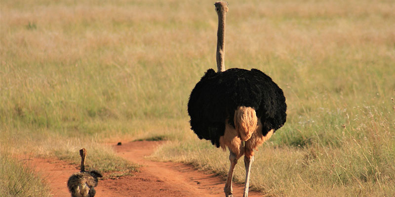 ostrich in pian upe