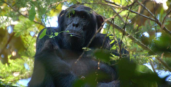 chimpanzee trekking Nyungwe