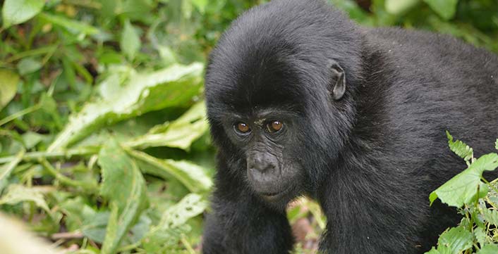 Gorilla Trekking Volcanoes 