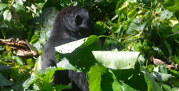 Mountain Gorillas Mountain Gorillas