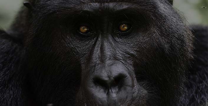 Mountain Gorilla Trekking Bwindi 2 days Gorilla tracking