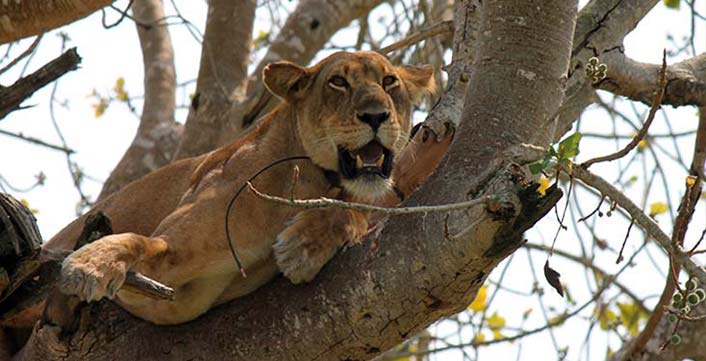 Tree Climbing Lion