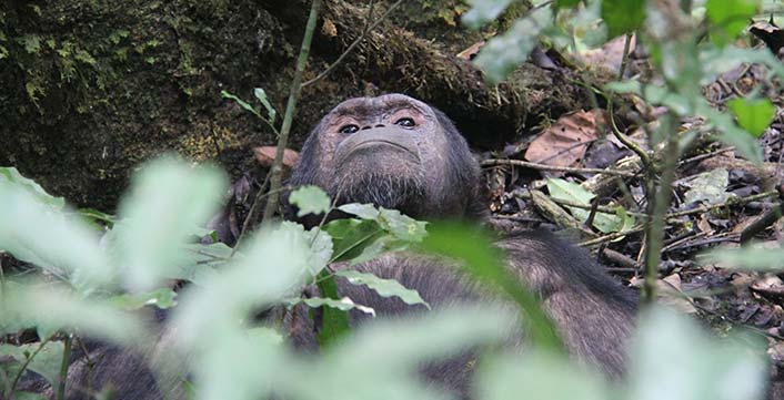Chimpanzee Trekking Nyungwe