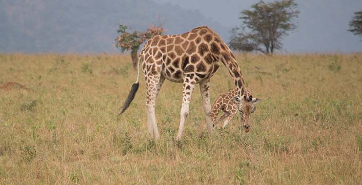 Giraffe Akagera National Park Giraffe Akagera National Park