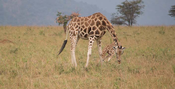 Giraffe Akagera National Park