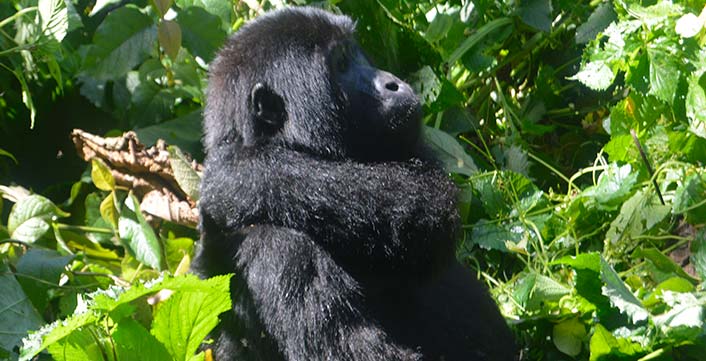 Gorilla Tracking Gorilla Tracking