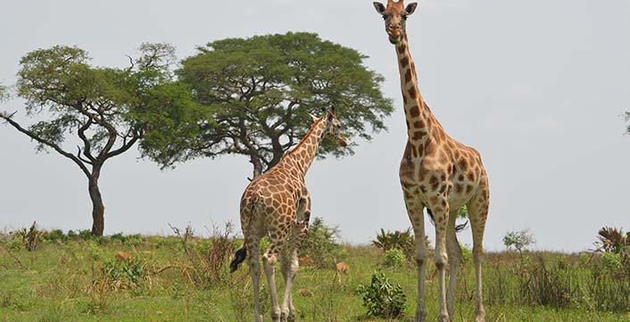 Giraffe Giraffe