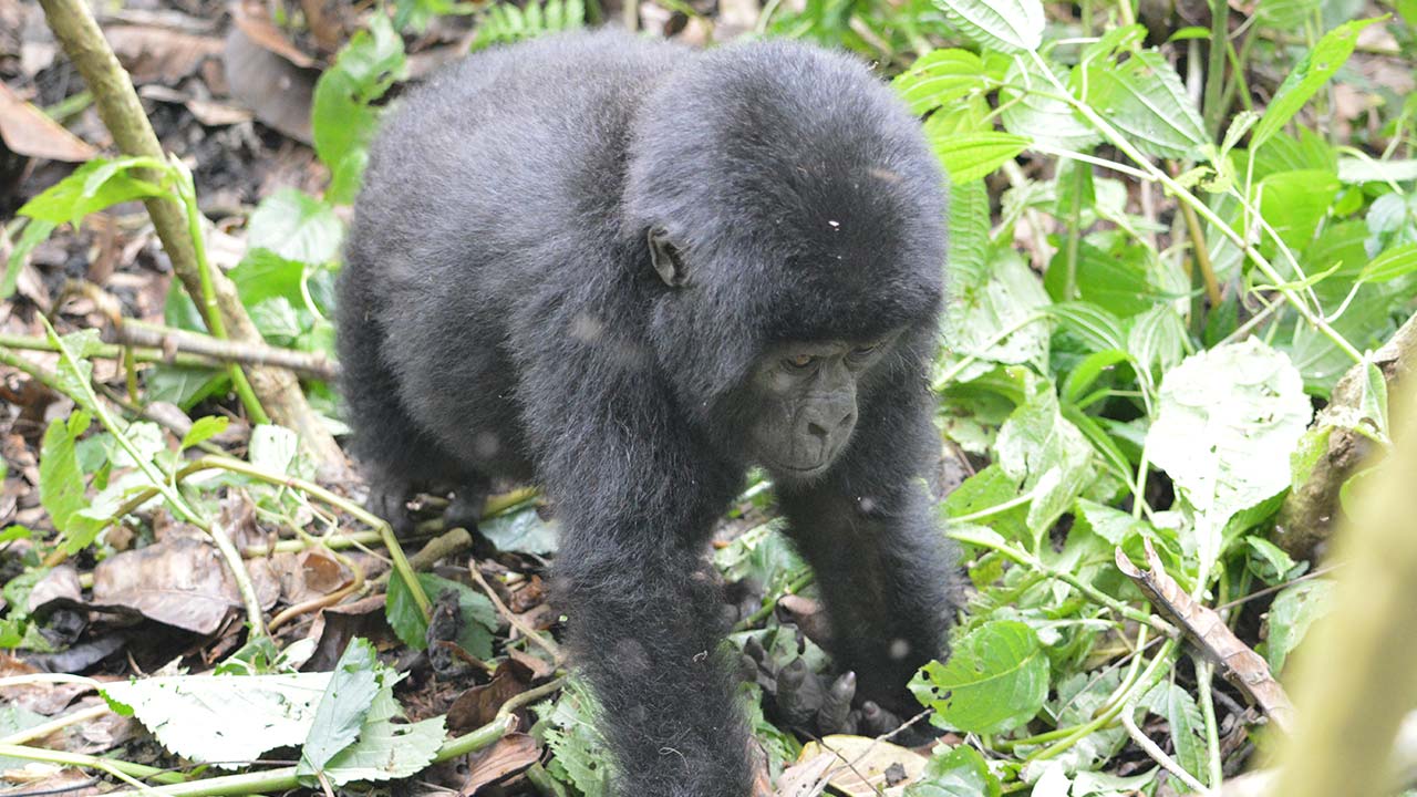 Uganda Safaris and Rwanda Gorilla Trekking