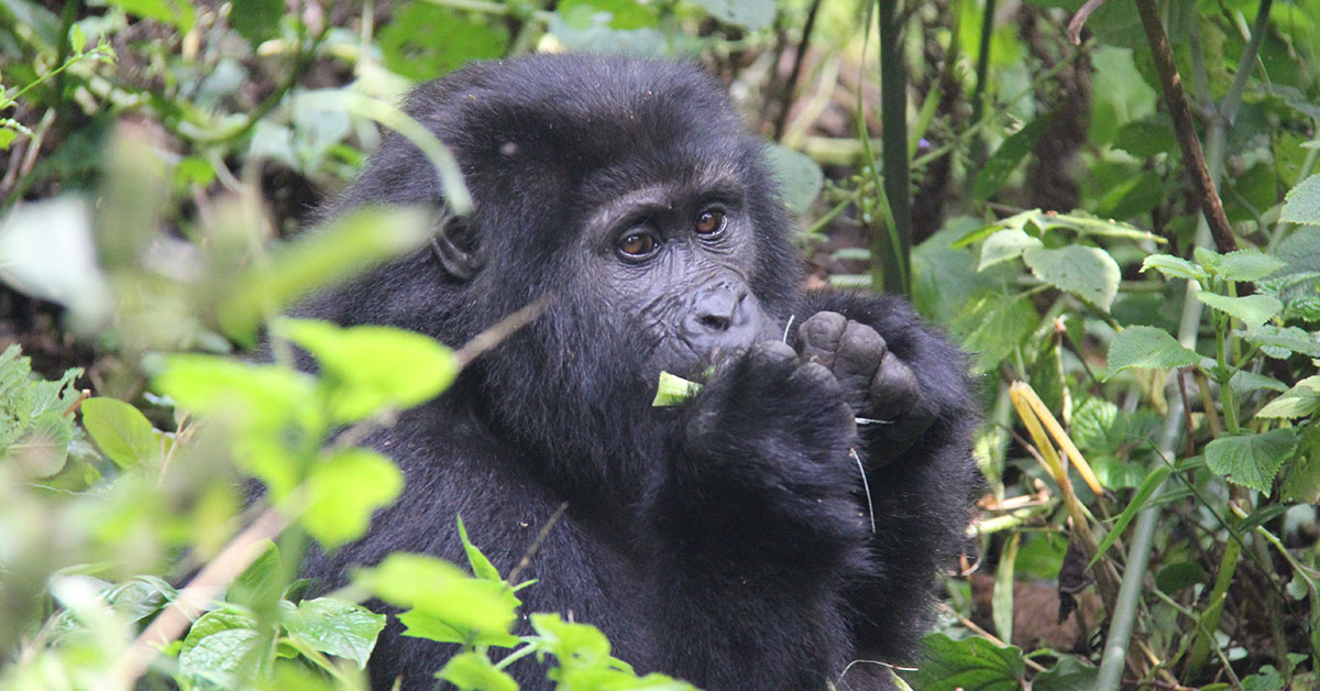 Gorilla trekking permit