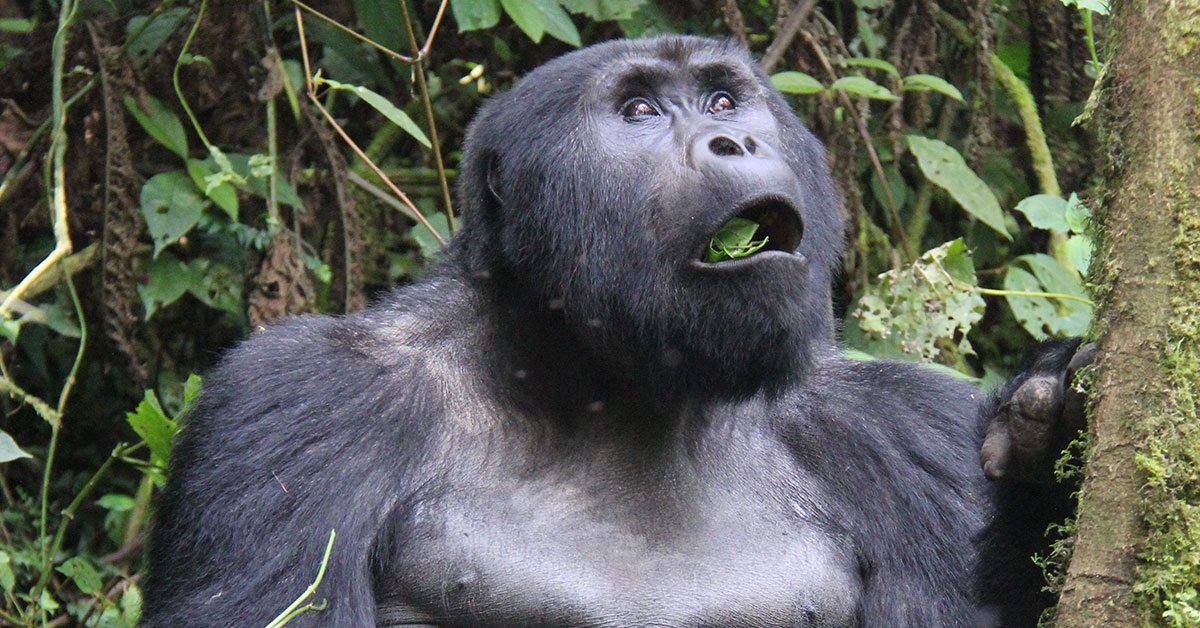 Mountain Gorillas in Uganda