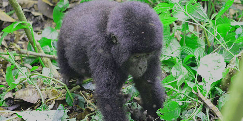 Uganda Gorilla Trekking Permit