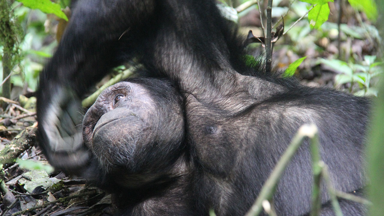 6-days Primate tracking Uganda