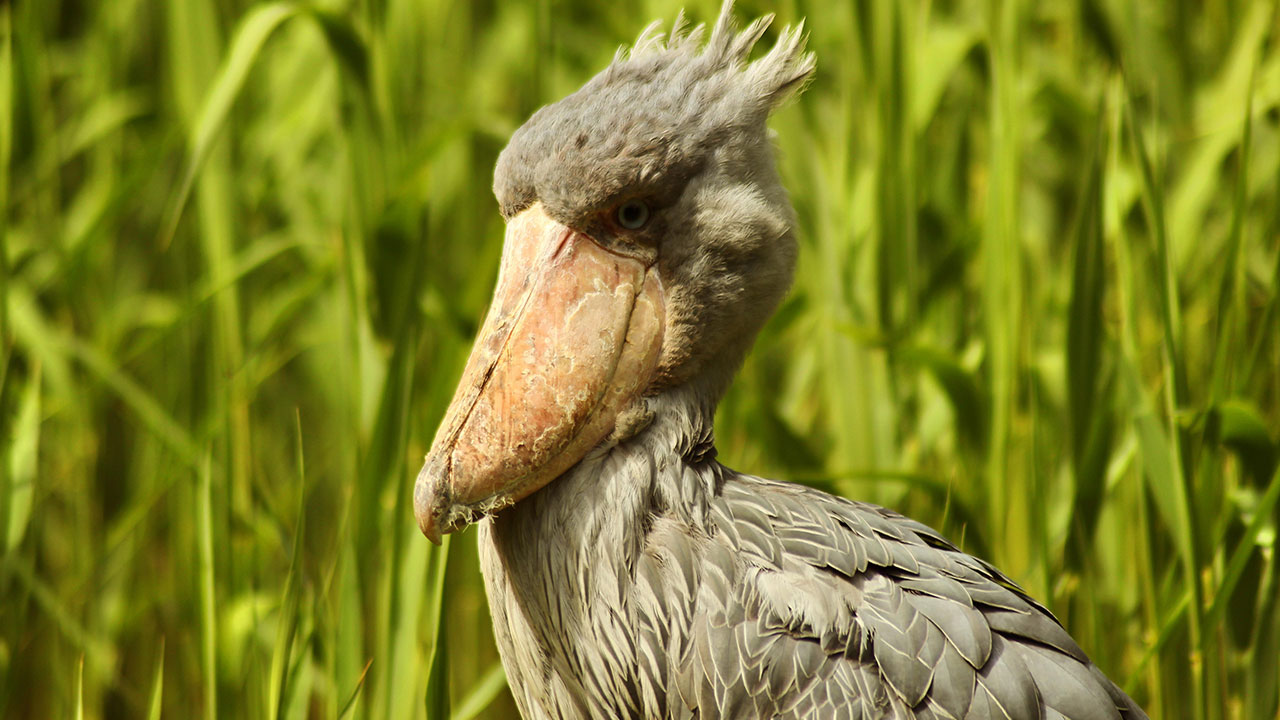 Shoebill