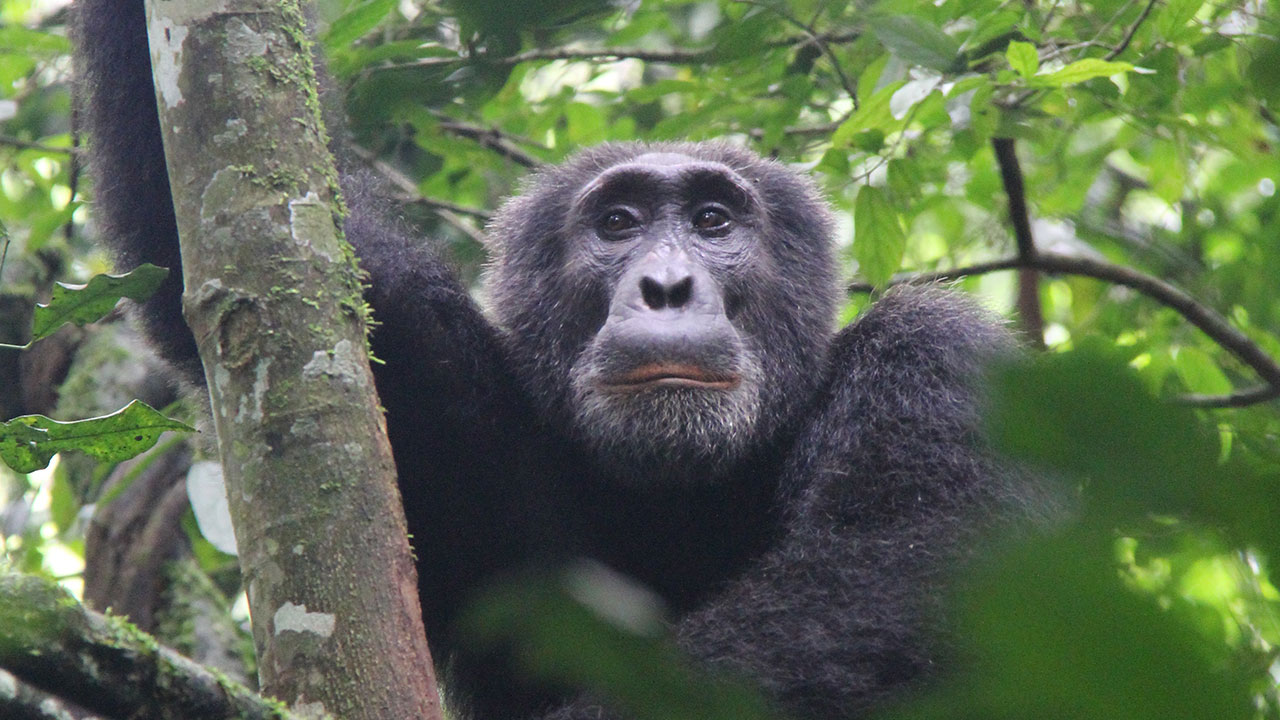 Chimpanzee tracking