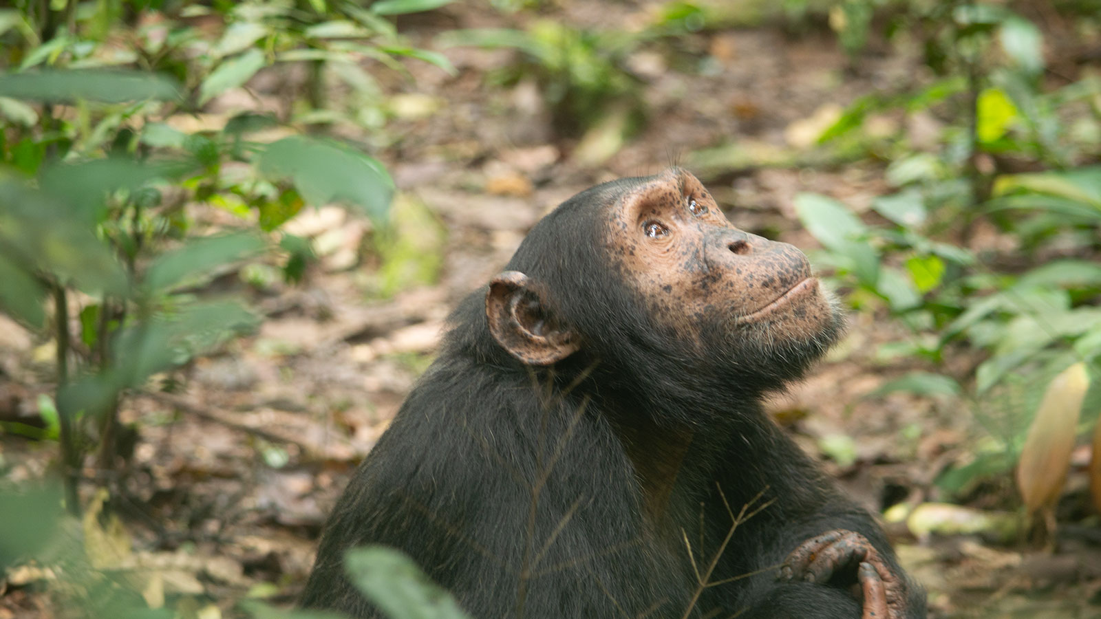 Chimpanzee Trekking