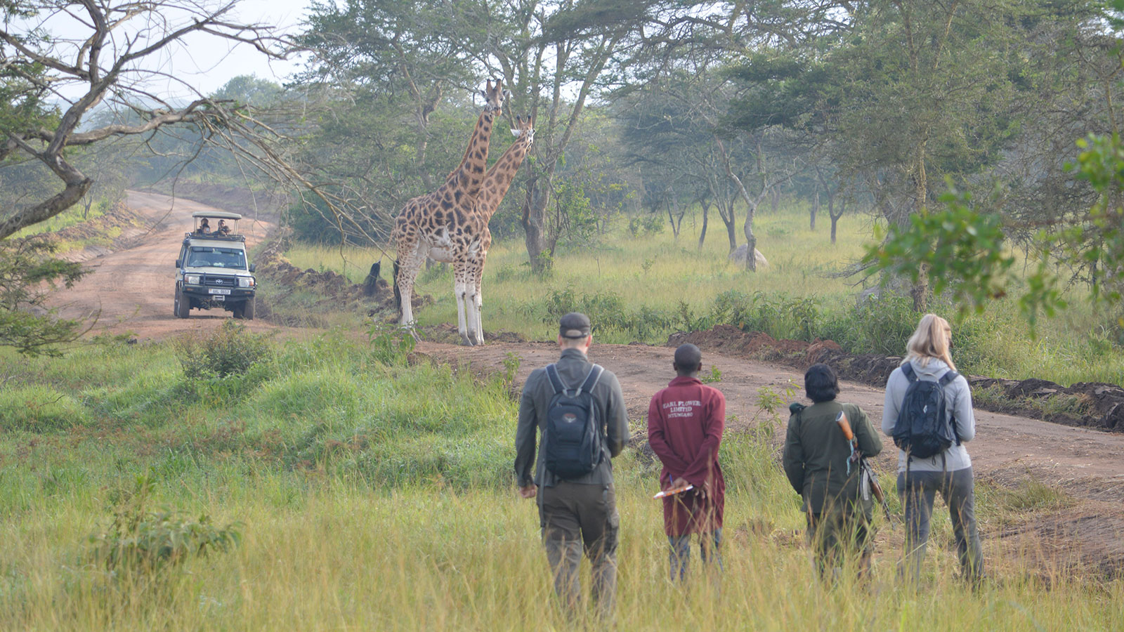 Giraffe in Murchison falls