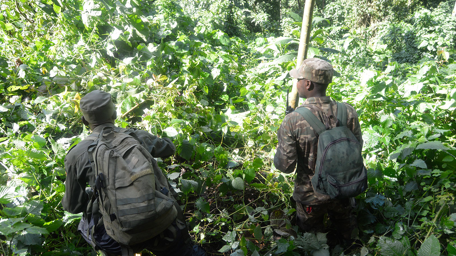 2-days Gorilla tracking Bwindi