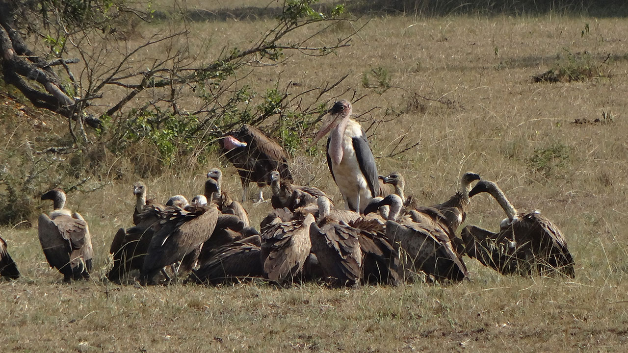 5-days Gorilla and Akagera safari