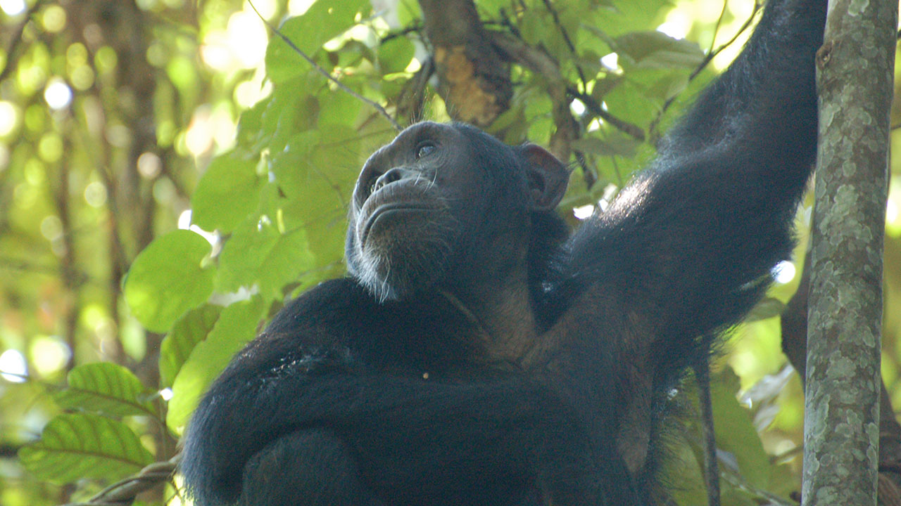 Chimpanzee tracking Uganda