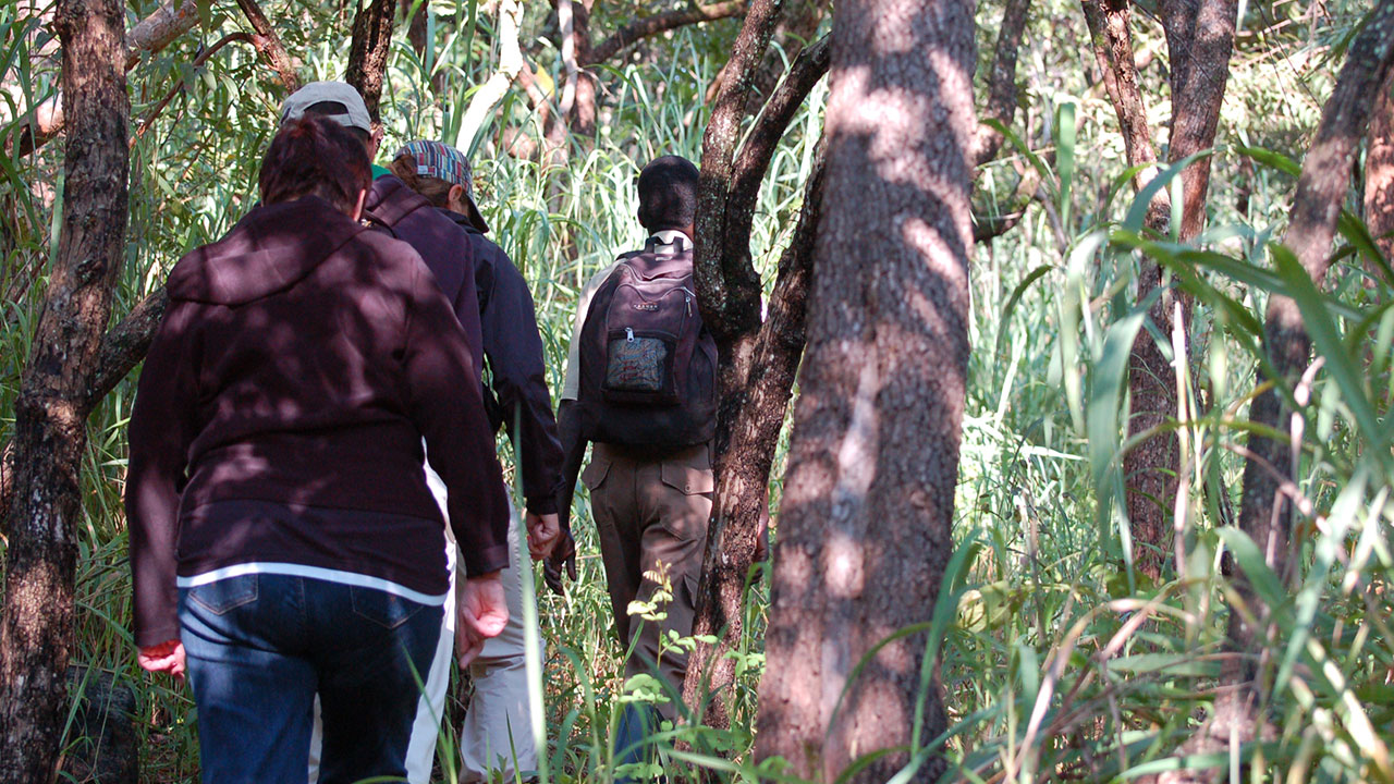 Giraffe in Murchison falls