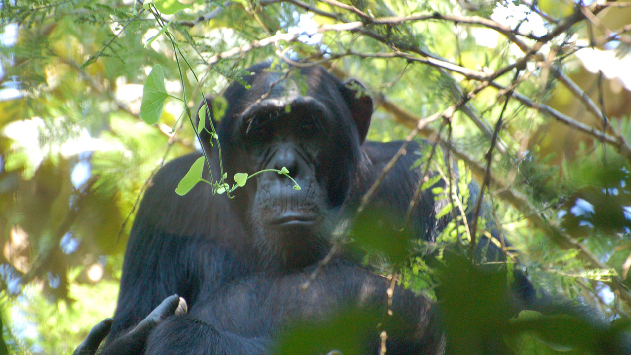 7-days Primate trekking Rwanda