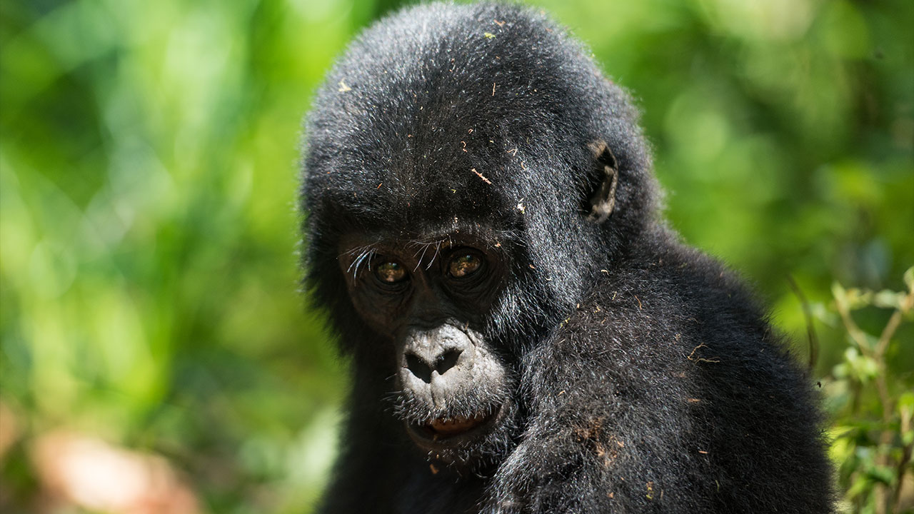 Gorilla tracking bwindi