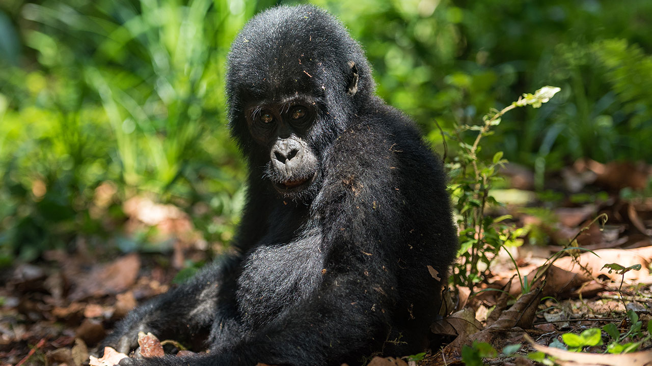 Gorilla tracking