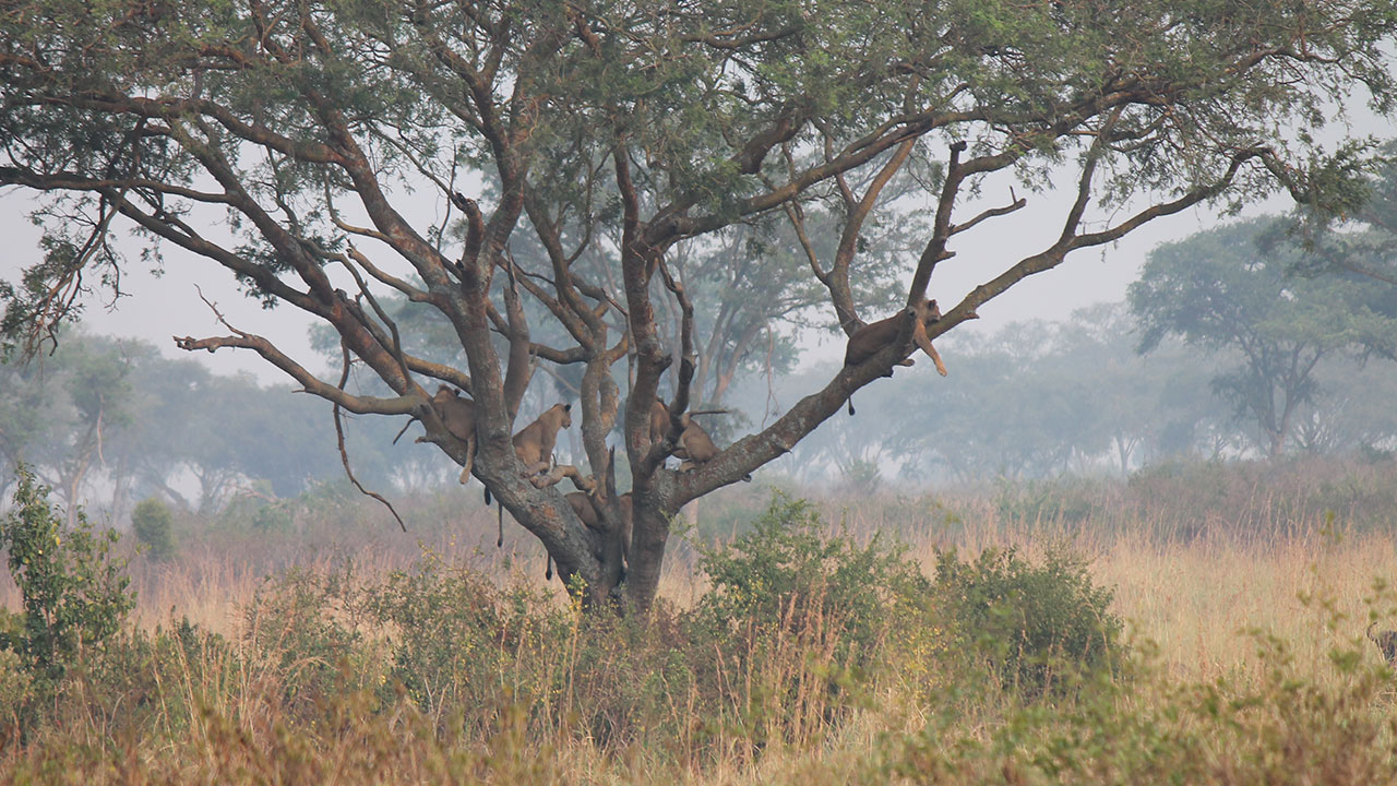 Tree climbing Lion