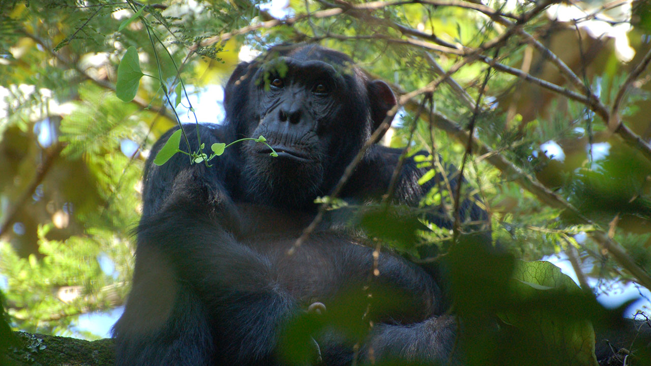 5 days Murchison falls