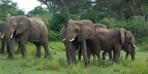 African-elephants