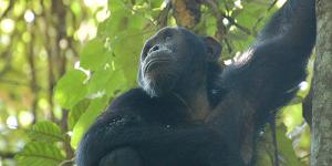 Chimpanzee-trekking-Kibale