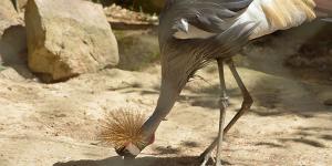 Grey-crowned-crane