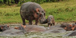 Hippo