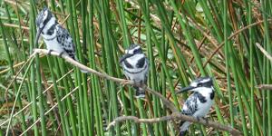 Pied-kingfisher
