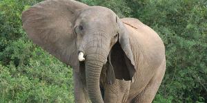 Queen-elizabeth-Elephants