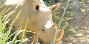 White-Rhino